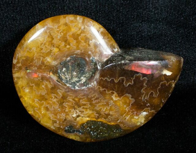 Inch Polished Ammonite From Madagascar #3671